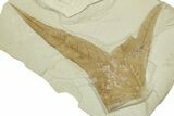 Fossil Sycamore (Macginitiea) Leaf - Green River Formation, Utah #325600-1